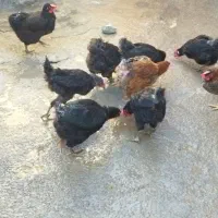 چند عدد مرغ تخمگذار