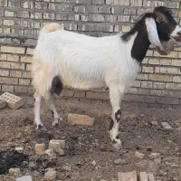 دوعددبز|حیوانات مزرعه|باوی, |دیوار