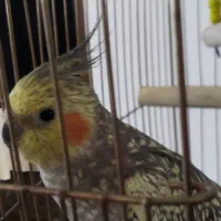 عروس هلندی|پرنده|شاهین دژ, |دیوار