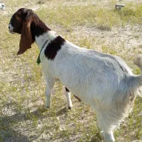 بز سه قلو را بویر هیکلی