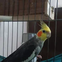 عروس هلندی مولد