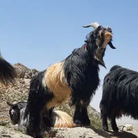 چپش تخمی روزگاری  میش بره بز