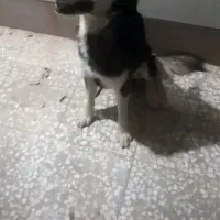 سگ هاسکی|سگ|بوئین زهرا, |دیوار