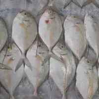 ماهی تازه. سفارشی صید روز.|خوردنی و آشامیدنی|سپیدان, |دیوار