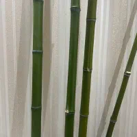 نی بامبو|گل و گیاه طبیعی|تهران, خواجه نظام الملک|دیوار