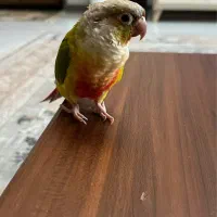 طوطی گرینچیک