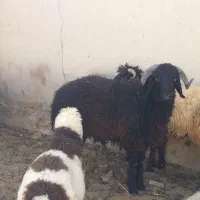 بره قوچ بذری