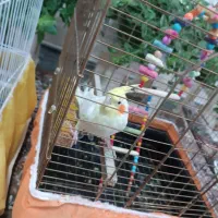 عروس هلندی لوتینیو زعفرانی ماده جوان|پرنده|کبودرآهنگ, |دیوار