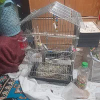 کبوتر گرگی گمشده