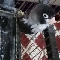 طوطی کوتوله نر|پرنده|رفسنجان, |دیوار