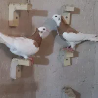 فروش تعدادی ماده