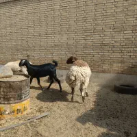 گوسفند دورگ ترکی افشاری|حیوانات مزرعه|یزد, |دیوار