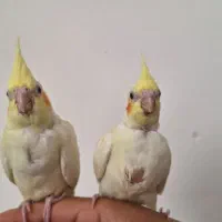 جوجه عروس هلندی