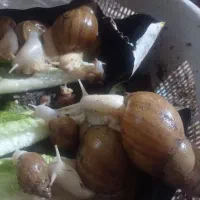 حلزون فروشی