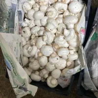 فروش قارچ دجه ۱|خوردنی و آشامیدنی|اهواز, شهرک دانشگاه|دیوار