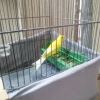 قناری نر سوپری