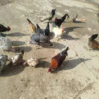 خروس|حیوانات مزرعه|ویسیان, |دیوار