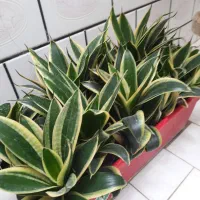 گل سانسوریابلک گلد،کاملاخانگی|گل و گیاه طبیعی|اندیمشک, |دیوار