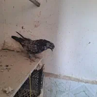 کبوترپرشی|پرنده|ارومیه, |دیوار