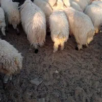 فروش  بره پروار