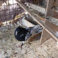 کبوتر کله ای|پرنده|چهاردانگه (تهران), |دیوار