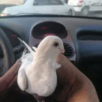 سفید سینه فر