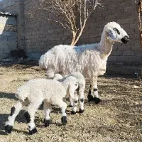 میش جوان زاییده با دو بره نر و ماده. ق توافقی