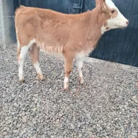 گوساله ماده سمینتال قرمز