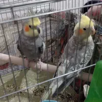 عروس هلندی سخنگو به همراه جفت دستی|پرنده|زنجان, |دیوار