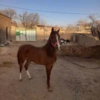 کره اسب مادیان عرب