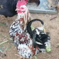 خروس و مرغ محلی|حیوانات مزرعه|یزد, |دیوار