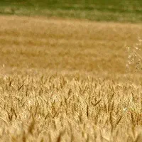 زمین زارعی مخصوص درخت کاری