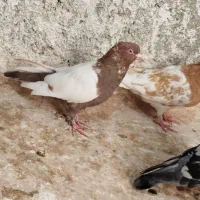 معاوضه با کفتر جفتی توی آلمانی پریدن از جوجگی