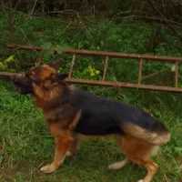 سگ ژرمن|سگ|شفت, |دیوار