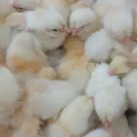 جوجه گوشتی راس درجه یک تضمینی باوزن گیری بالا در