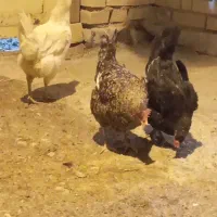 مرغ