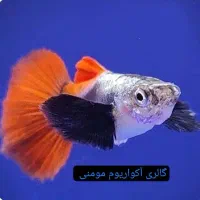 گالری آکواریوم مومنی ماهی تگزاس