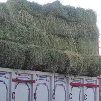 یونجه پرس شده