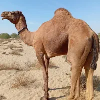 شتر نر|حیوانات مزرعه|بند زرک, |دیوار