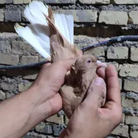 رنگی|پرنده|اهواز, کوی مندلی(سه راه خرمشهر)|دیوار
