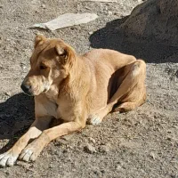 سگ فروشی|سگ|تربت جام, جلگه موسی آباد|دیوار