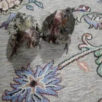 جوجه عروس|پرنده|پاکدشت, پاکدشت (مامازند)|دیوار