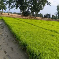 بذرشالی دمسیاه