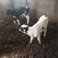 سلام دو عدد گوساله نر فروشی