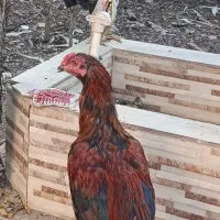 مرغ خروس لاری