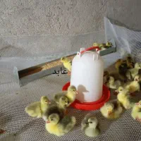 جوجه قوغاز و غاز