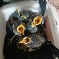 پرنده