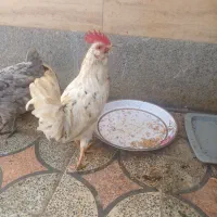 فروشی|حیوانات مزرعه|شیراز, گویم|دیوار