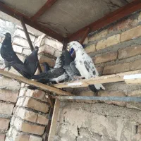 کفتر غریب گیری