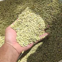 عدس ییلاق روستای سراب از تولید ب مصرف مرجی
